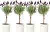 Lavandin - Set de 4 - Lavandula stoechas 'Anouk' - Hauteur Voir les images du produit 6
