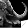 MuchoWow® Poster Büffel - Tiere - Schwarz - Weiß 100x100 cm Produktbild-Vorschau 1