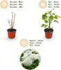 Hydrangea arborescens Annabelle - Hortensja - Odporna - Podgląd zdjęcia produktu 4