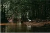 MuchoWow® Poster Reiher - Wald - See 180x120 cm - Produktbild-Vorschau 1