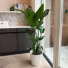 Strelicja - Strelitzia nicolai - Wysokość 150-170cm - ⌀28cm Podgląd zdjęcia produktu 5