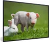 MuchoWow® Gerahmtes Poster Ferkel - Kaninchen - Tiere 90x60 Produktbild-Vorschau 1