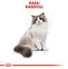 ROYAL CANIN Ragdoll FBN Adult - trockenfutter für Katzen - Produktbild-Vorschau 3