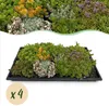 GreenboutiQ - Bodendecker - Winterhart - Sedummatte - Produktbild-Vorschau 1