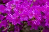 Rhododendron obt. 'Königstein', lila Blüten, 30–40 cm Produktbild-Vorschau 3