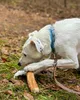 4DOGS Zimtbaum-Kauartikel, Größe L Produktbild-Vorschau 2