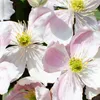 Bloomique - Clematis montana 'Tetrarose' - Clématite rose - Voir les images du produit 3