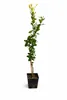 Drzewko cytrynowe Zagara Bianca 100–140 cm – Citrus limon, Podgląd zdjęcia produktu 4
