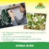 Jungle Glow 3in1 Blattpflege für Zimmerpflanzen, Palmen & Produktbild-Vorschau 4