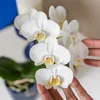 Kolibri Orchids weiße Phalaenopsis-Orchidee Amabilis Produktbild-Vorschau 9