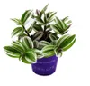 Trzy kwiaty mistrzowskie – Tradescantia „White” – łatwa w Podgląd zdjęcia produktu 1