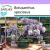 SAFLAX - africká vistéria - Bolusanthus speciosus - 15 Náhľad obrázku produktu 5