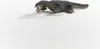 Dinosauri Schleich 15031 Nothosaurus Anteprima dell’immagine prodotto 3