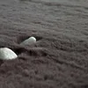 Tappeto a pelo lungo per soggiorno in Pelliccia sintetica Anteprima dell’immagine prodotto 8