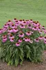 Stauden Gänge 3 x Echinacea purpurea ‚PowWow Wild Berry' - Produktbild-Vorschau 7