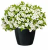 A potted plant with white flowers in a black pot. Produktbild-Vorschau
