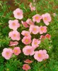 Potentilla fruticosa 'Bellissima', Fingerstrauch, rosa Produktbild-Vorschau 2