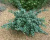 Berberis media 'Parkjuweel', Berberitze, 30–40 cm, Produktbild-Vorschau 4
