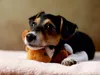 Calvendo Liu - Jack Russell-Terrier, 10 Wochen 1000 Teile Produktbild-Vorschau 2