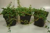 Three potted Cotoneaster plants are arranged in a row against a white background. A ruler is visible behind the leftmost plant. Produktbild-Vorschau