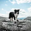 Non-stop dogwear Hundeschuhe Protector Booties, Größe: M Produktbild-Vorschau 4