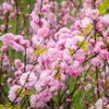 Prunus triloba (Mandorlo da fiore) 2L Anteprima dell’immagine prodotto 3