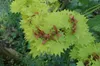 Acer shirasawanum 'Aureum', Japanischer Ahorn, goldgelb, Produktbild-Vorschau 4