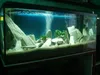 Pierres décoratives pour aquarium, 24 kg, blanc ardoise Voir les images du produit 9