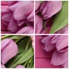 Bild auf Leinwand - Leinwandbild - Einteilig - Tulpen Produktbild-Vorschau 8