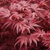 Javor japonský  - Acer palmatum 'Bloodgood'  | 50-60 cm v Náhľad obrázku produktu 2