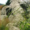 6 x Chinaschilf Silberfeder - Miscanthus sinensis Produktbild-Vorschau 2