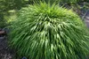 A close-up shot of a lush, green ornamental grass plant in a garden setting. Produktbild-Vorschau