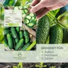 Gurken Samen (Vorgebirgstraube, 10 Korn) - Einlegegurken Produktbild-Vorschau 2