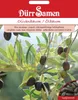 Olivenbaum | Olivenbaumsamen von Dürr Samen Produktbild-Vorschau 4