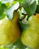 YODEYMA Profumo Amira - Eau de Parfum orientale per donna Anteprima dell’immagine prodotto 3