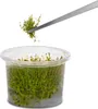 A pair of tweezers is holding a small bunch of green aquatic plants above a clear plastic container filled with more aquatic plants. Podgląd zdjęcia produktu