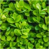 Planten van Frank | Buchsbaum (Buxus) | Buxus | Heempjes | Productafbeelding-voorbeeld 3