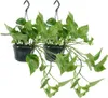 Zelenec (Epipremnum aureum, Scindapsus) - izbová rastlina, Náhľad obrázku produktu 1