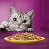 A cat peeking over a table at a bowl of cat food. Produktbild-Vorschau
