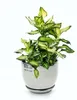 A potted plant with green and white variegated leaves in a silver pot. Podgląd zdjęcia produktu
