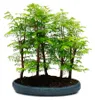 Venkovní bonsaje Metasequoia glyptostroboides – velký les s Náhled obrázku produktu 1