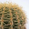 Złoty Kaktus Beczkowy - Echinocactus grusonii - Wysokość Podgląd zdjęcia produktu 4