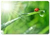 A ladybug on a blade of grass with a water droplet. Produktbild-Vorschau