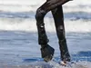 A horse's legs are shown walking through shallow water, possibly the ocean or a lake. Produktbild-Vorschau