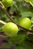 Ficus carica 'Brown Turkey', Feige, 60–80 cm, winterhart Produktbild-Vorschau 1