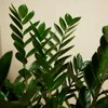 Bloomique - 2er Set - Zamioculcas Zamiifolia - Glücksfeder Produktbild-Vorschau 5