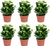 Kalanchoe | Weiß pro 6 Stück - Outdoor und Zimmerpflanzen Produktbild-Vorschau 1