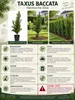 Evropský tis (Taxus baccata), výška cca 50 cm – Vždyzelený, Náhled obrázku produktu 2