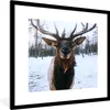 MuchoWow® MuchoWow® Gerahmtes Poster Rotwild - Schnee - Produktbild-Vorschau 1