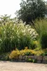 Riesen-Chinaschilf Aksel Olsen, im Topf - Miscanthus Produktbild-Vorschau 3